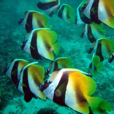 Heniochus monoceros (Masked bannerfish)