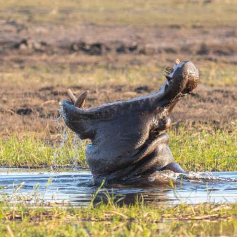 Hippopotamus amphibius (Common Hippopotamus) - yawning