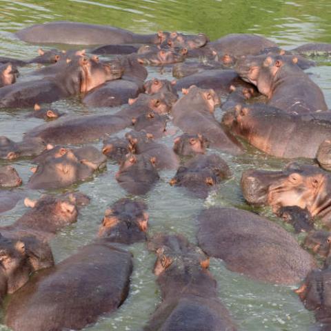 Hippopotamus amphibius (Common Hippopotamus) - pod