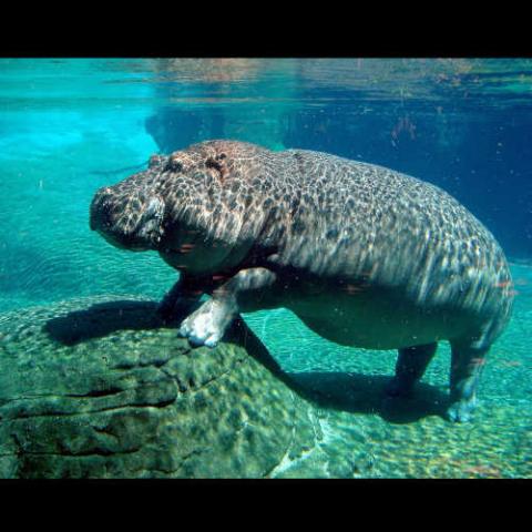 Hippopotamus amphibius (Common Hippopotamus) - submerged