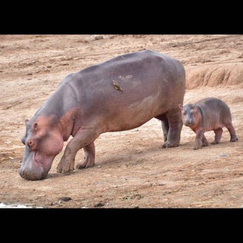 Hippopotamus amphibius (Common Hippopotamus) - cow and calf