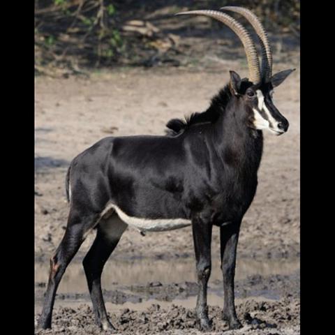 Hippotragus niger (Giant sable antelope)