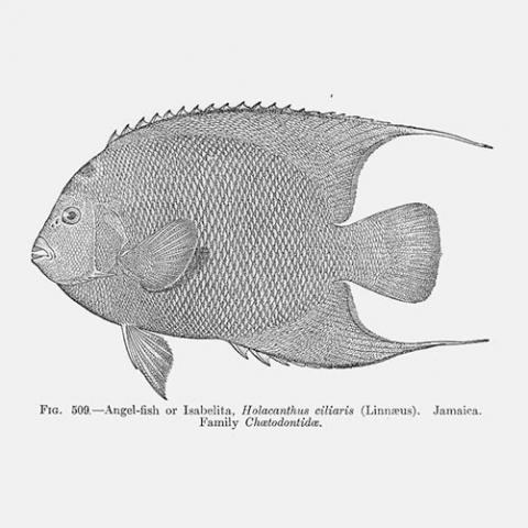 Holacanthus ciliaris (Queen angelfish) illustration
