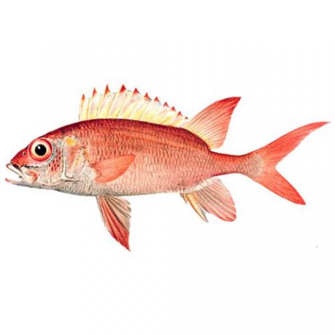 Holocentrus adscensionis (Squirrelfish)