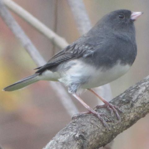 Junco hyemalis (Dark-eyed junco)