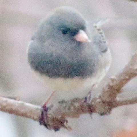 Junco hyemalis (Dark-eyed junco)