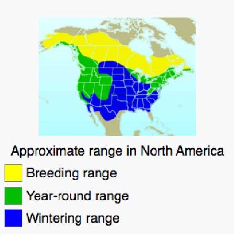 Junco hyemalis (Dark-eyed junco) range map