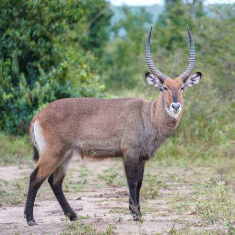 Kobus ellipsiprymnus (Ellipsen waterbuck) male