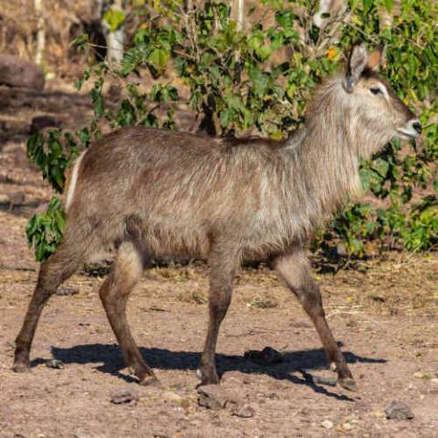 Kobus ellipsiprymnus (Ellipsen waterbuck) female