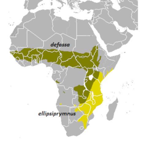 Kobus ellipsiprymnus (Ellipsen waterbuck) range map