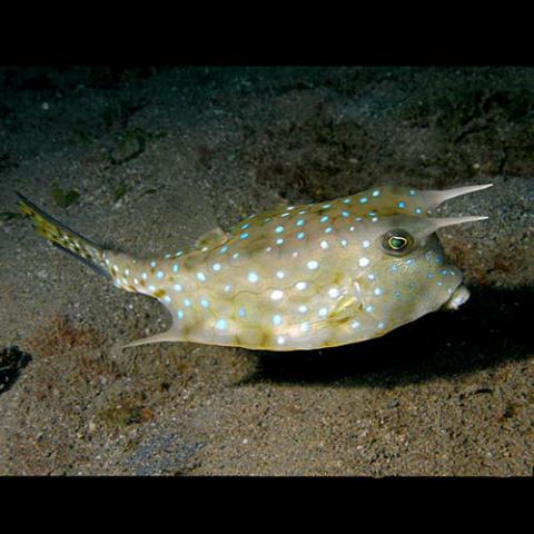 Lactoria cornuta (Longhorn cowfish)