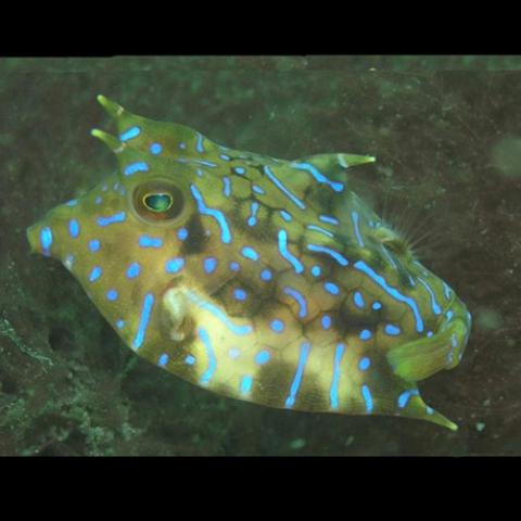 Lactoria fornasini (Thornback cowfish)