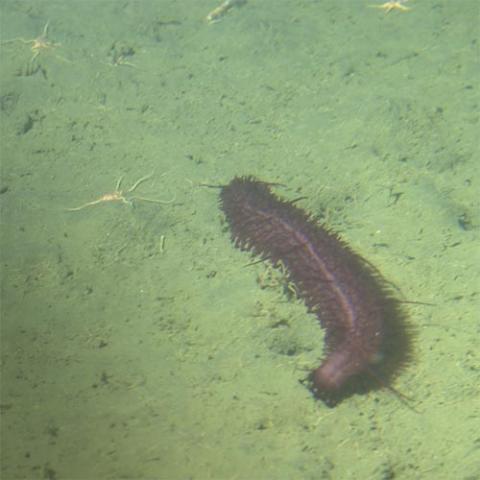 Laetmogone violacea (Sea cucumber)