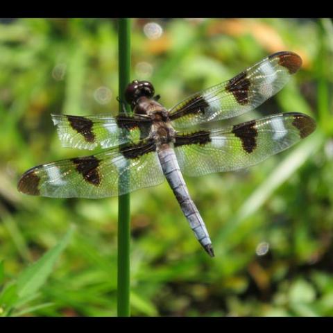 Libellula pulchella (Twelve-spotted skimmer)