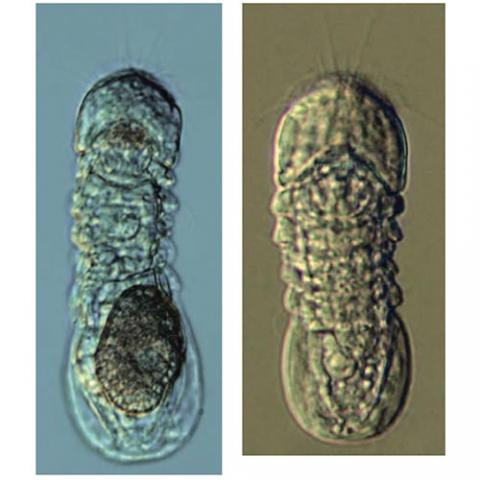 Limnognathia Maerski - female w/egg (left), juvenile (right)