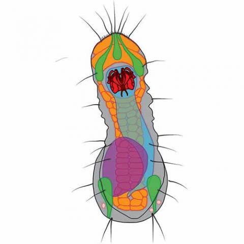 Limnognathia Maerski - schematic drawing