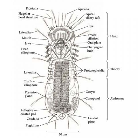 Limnognathia Maerski - ventral view illustration