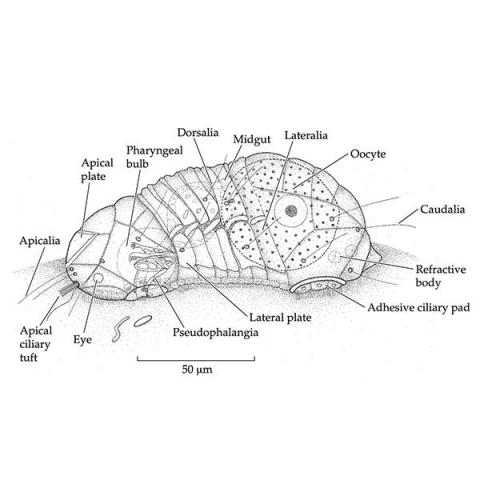 Limnognathia Maerski - lateral view illustration