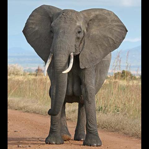 Loxodonta africana (African bush elephant) female