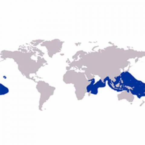 Lutjanus kasmira (Comon bluestripe) map