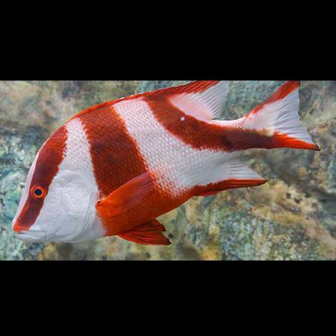 Lutjanus sebae (Emperor red snapper)