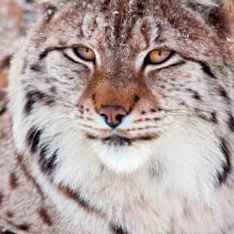 Lynx lynx (Eurasian lynx)