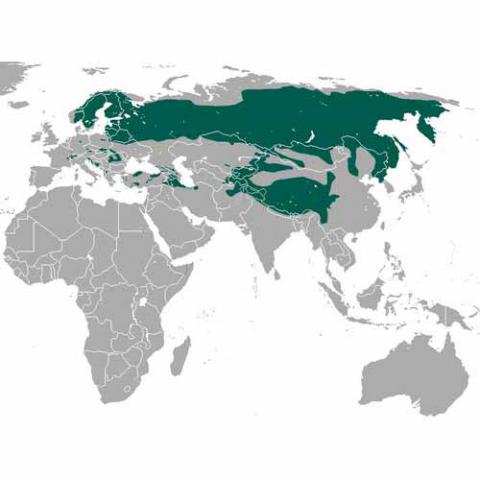 Lynx lynx (Eurasian lynx) map