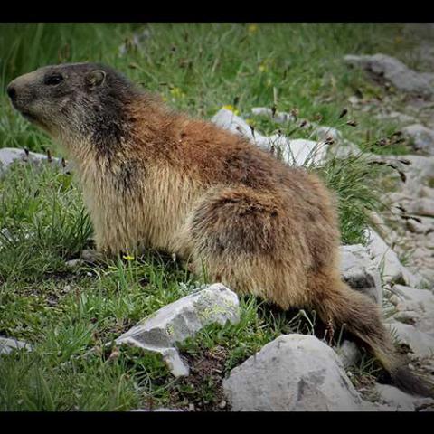 Marmota marmota (Alpine marmot)