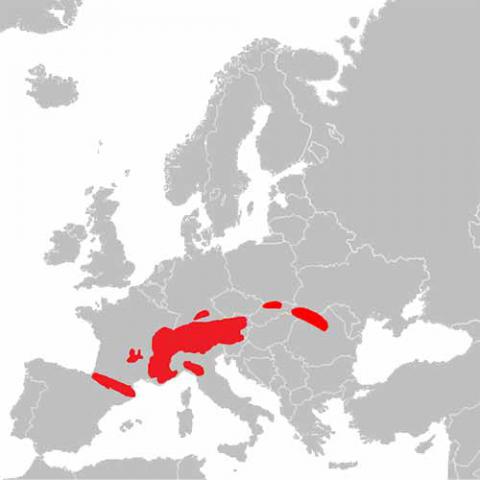 Marmota marmota (Alpine marmot) map