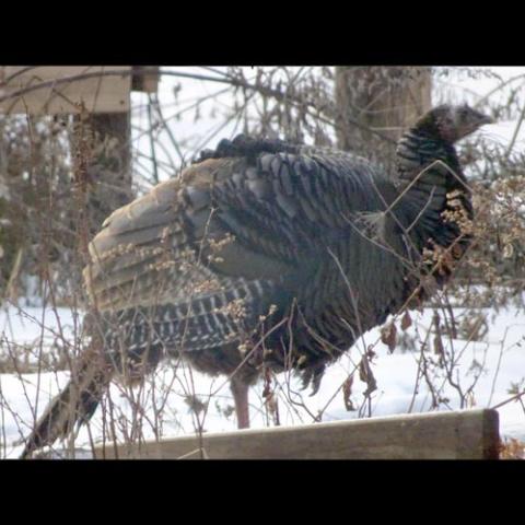 Melegris gallopavo (Wild turkey)