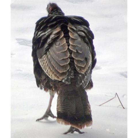 Melegris gallopavo (Wild turkey)