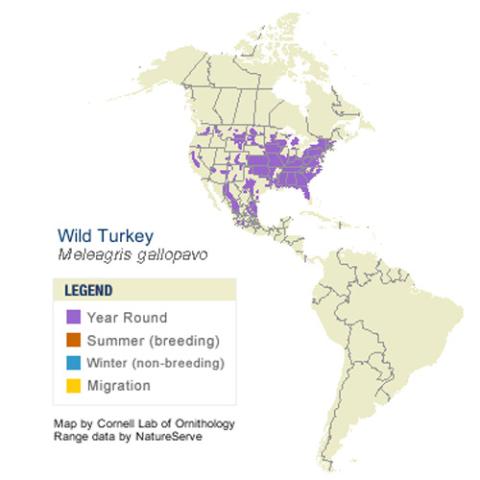 Melegris gallopavo (Wild turkey) range map