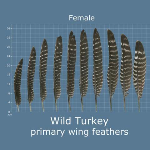 Melegris gallopavo (Wild turkey) primary wing feathers