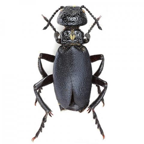 Meloe centripubens (Blister beetle)