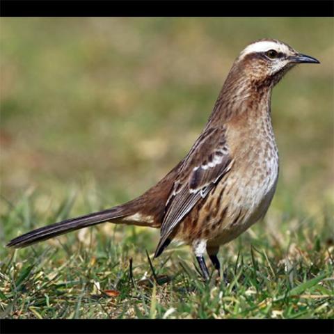 Mimus tehnca (Chilean Mockingbird)