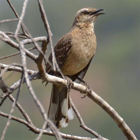 Mimus tehnca (Chilean Mockingbird) vocalizing