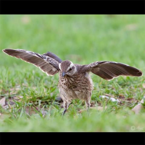 Mimus tehnca (Chilean Mockingbird) wings spread