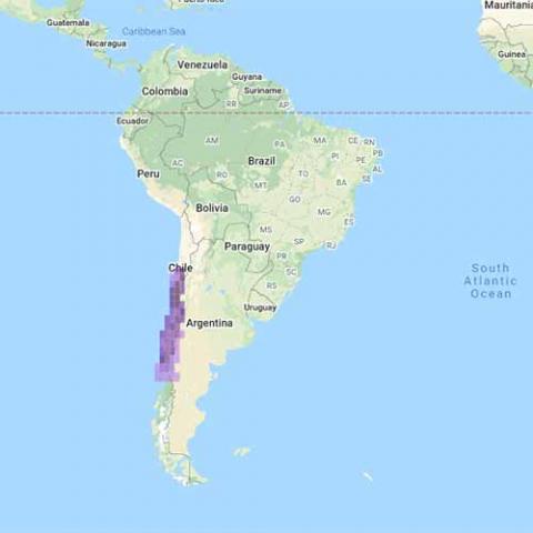 Mimus tehnca (Chilean Mockingbird) map