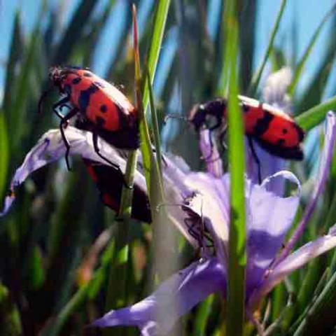 Mylabris mongolica (Northern blisterbeetle)