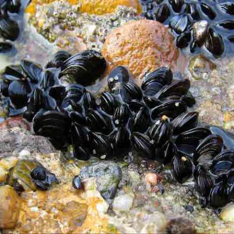 Mytilus edulis (Blue mussel) Live blue mussels on a rocky substrate