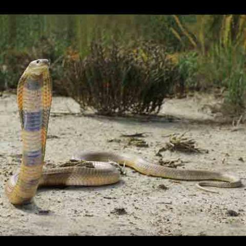 Naja oxiana (Caspian cobra)