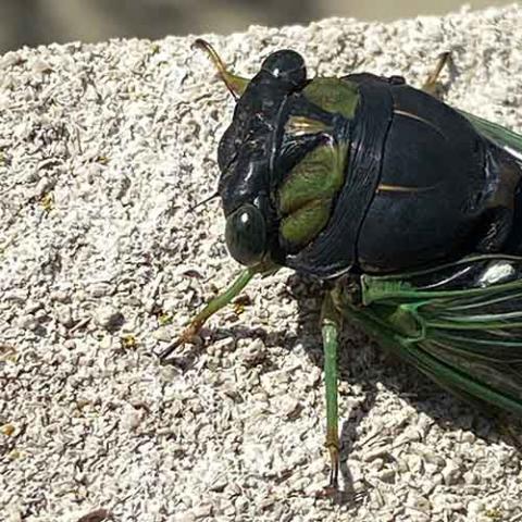 Neotibicen tibicen (Swamp cicada) close-up