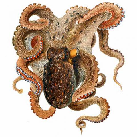 Octopus vulgaris (Common octopus)