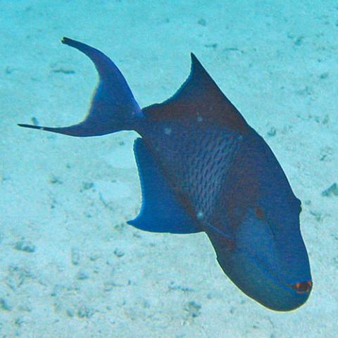 Odonus niger (Redtoothed triggerfish)