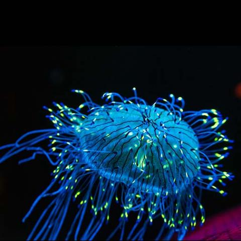 Olindias formosus (Flower hat jelly) with its tentacles extended under blacklight