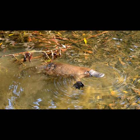 Ornithorhynchus anatinus (Duck-billed platypus)