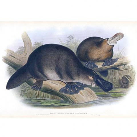 Ornithorhynchus anatinus (Duck-billed platypus) Illustration