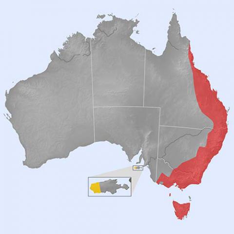 Ornithorhynchus anatinus (Duck-billed platypus) map