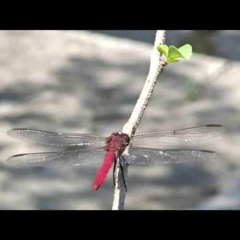 Orthemis ferruginea (Roseate skimmer) 