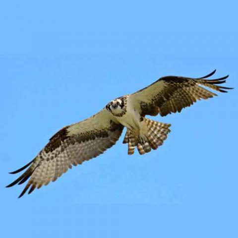 Pandion haliaetus (Osprey) wings spread